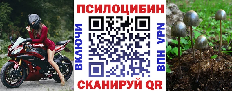 Псилоцибиновые грибы Cubensis  Купить закладки  Андреаполь 